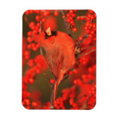 イリノイ州の雄のショウジョウコウカンチョウ マグネット (縦)