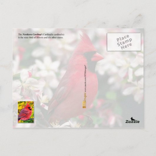 イリノイ州バードノーザン(鳥)ショウジョウコウカンチョウ ポストカード (裏面)