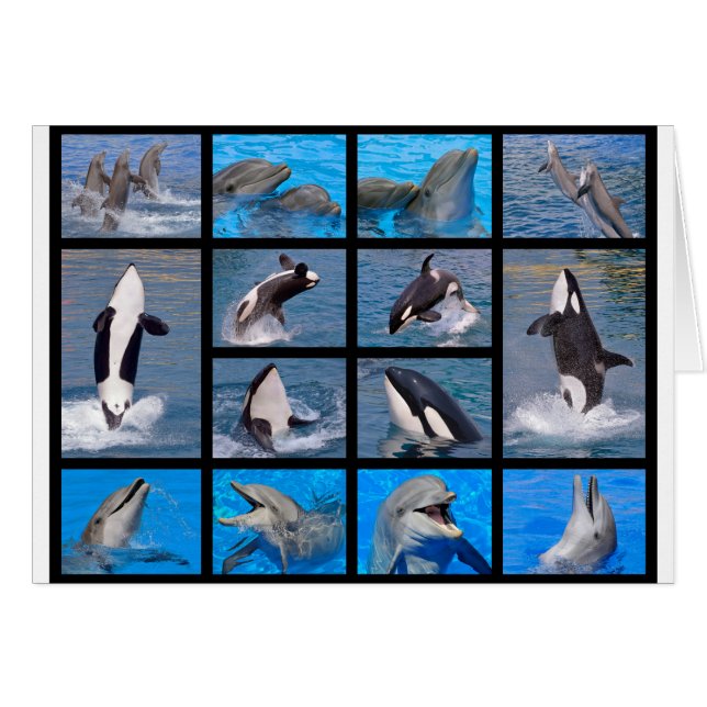 イルカおよびシャチ (正面横)