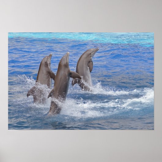 イルカが水面から立ち上がる ポスター (正面)