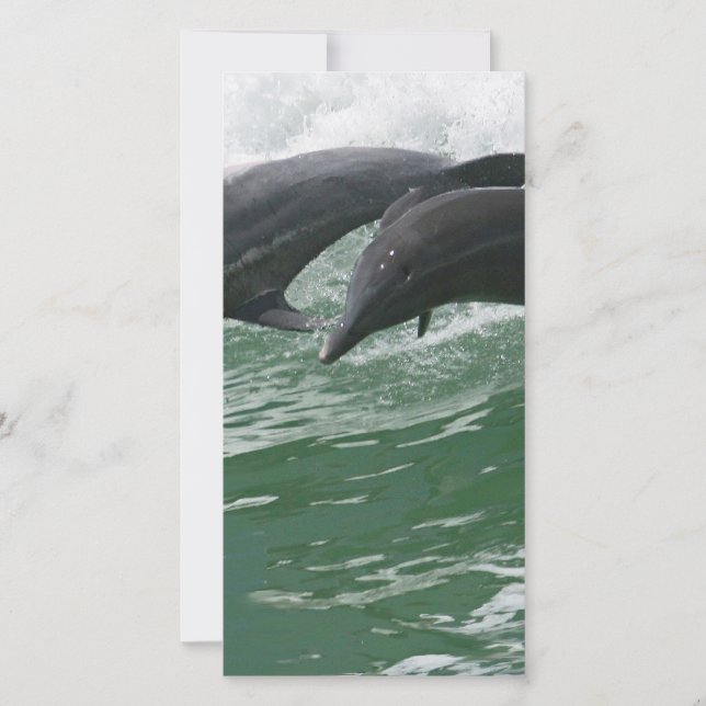 イルカが舞い上がる (正面)