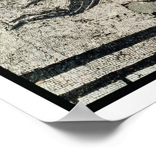 イルカと一緒に泳ぐ,フリギダリウムから ポスター (角)