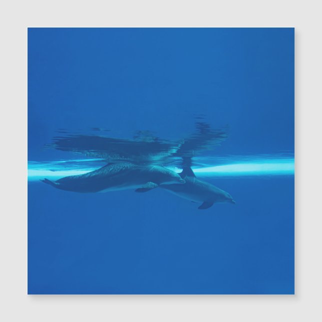 イルカと反射 (正面)