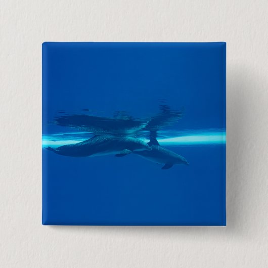 イルカと反射 缶バッジ (正面)