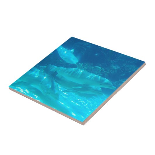 イルカのタイルの学校 タイル (側面)