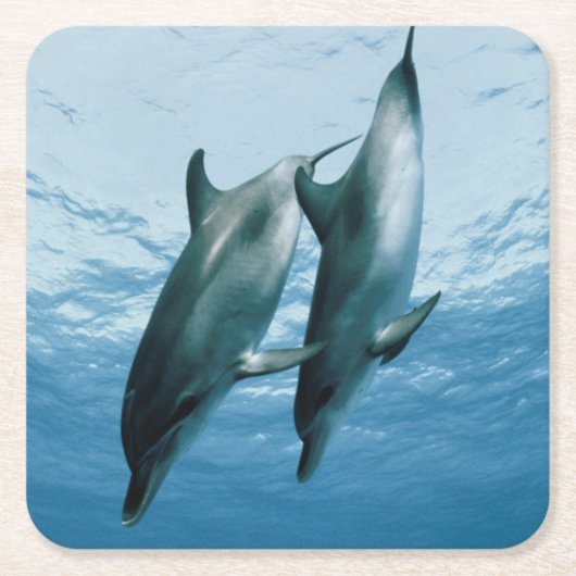 イルカのペア スクエアペーパーコースター (正面)