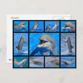 イルカのモザイク写真 ポストカード (正面/裏面)