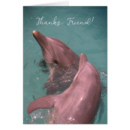 イルカの仲間に感謝遊する (正面)