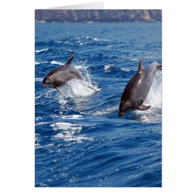 イルカの冒険 (正面)