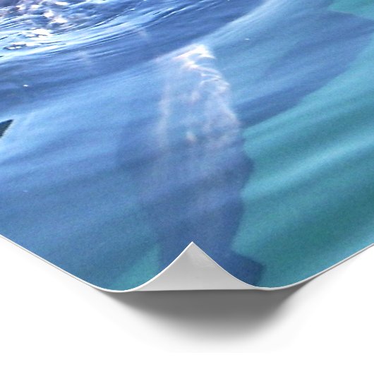 イルカの写真 ポスター (角)