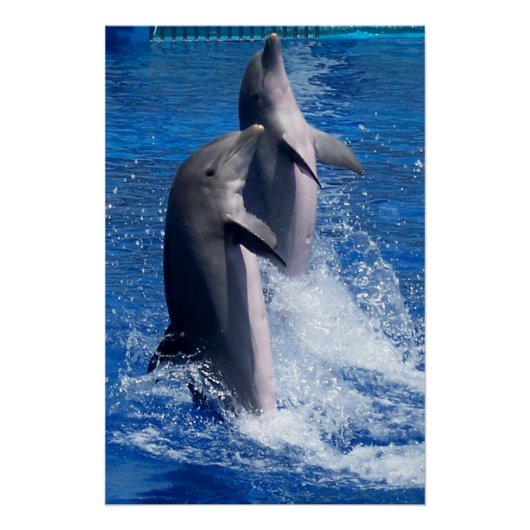 イルカの写真 ポスター (正面)