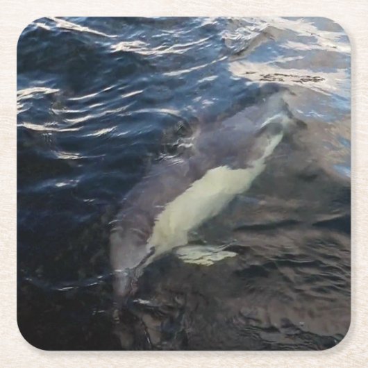 イルカの泳ぐ姿 海の野生動物 青い海洋 スクエアペーパーコースター (正面)