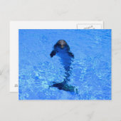 イルカの郵便はがき ポストカード (正面/裏面)