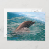 イルカの郵便はがき ポストカード (正面/裏面)