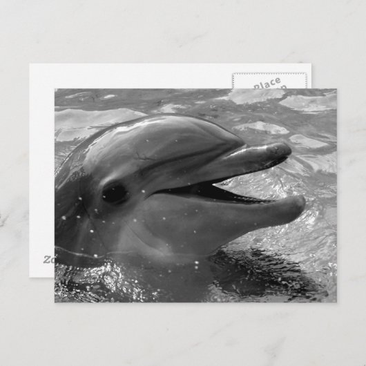 イルカの頭が水面に口を開けて 黒と白 ポストカード (正面/裏面)