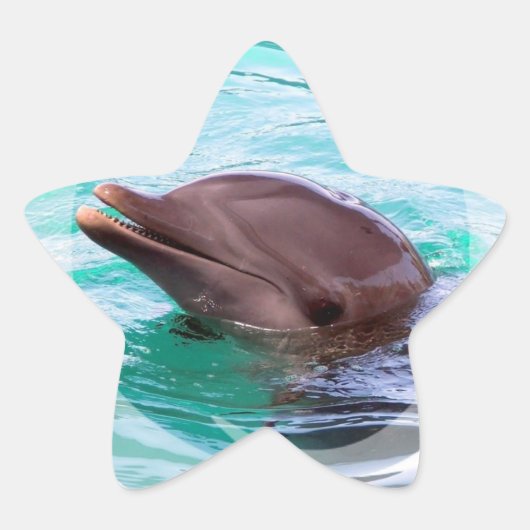 イルカデザインシール 星シール (正面)