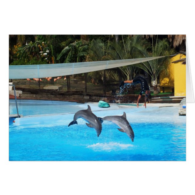 イルカ二頭 (正面横)