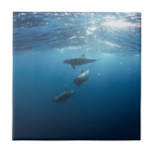 イルカ家族 タイル (正面)