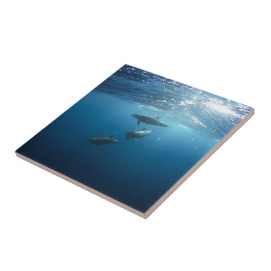 イルカ家族 タイル (側面)