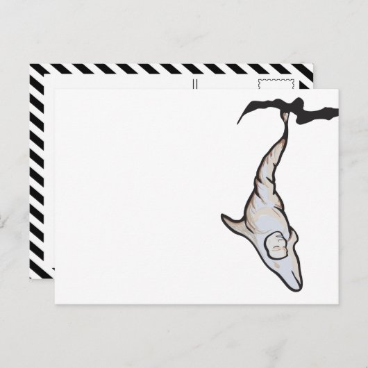 イルカ繭 ポストカード (正面/裏面)