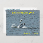 イルカ遊と魚はがき ポストカード (正面/裏面)