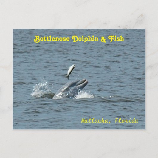 イルカ遊と魚はがき ポストカード (正面)