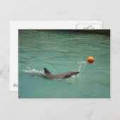 イルカ遊のボール ポストカード (正面/裏面)