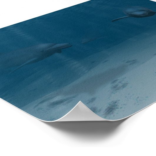 イルカ遊 ポスター (角)