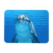 イルカ顔アップ マグネット (横)