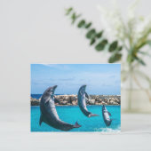 イルカ飛んでいる類 ポストカード (スタンド正面)