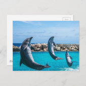 イルカ飛んでいる類 ポストカード (正面/裏面)