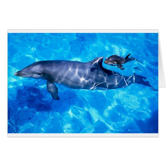 イルカ (正面横)