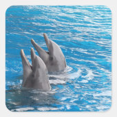 イルカ スクエアシール (正面)