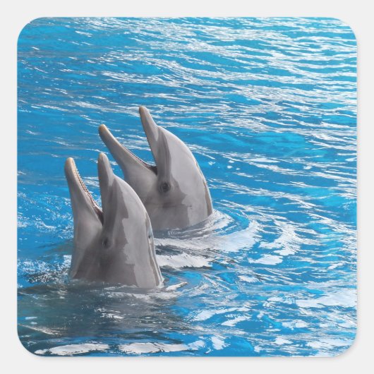 イルカ スクエアシール (正面)