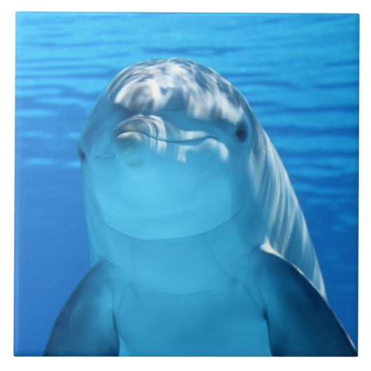 イルカ タイル (正面)