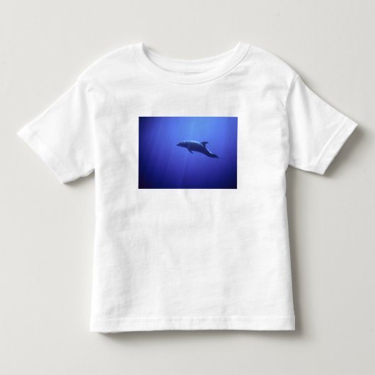 イルカ トドラーTシャツ (正面)