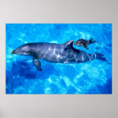 イルカ ポスター (正面)