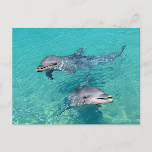 イルカ ポストカード (正面)