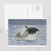 イルカ ポストカード (正面/裏面)