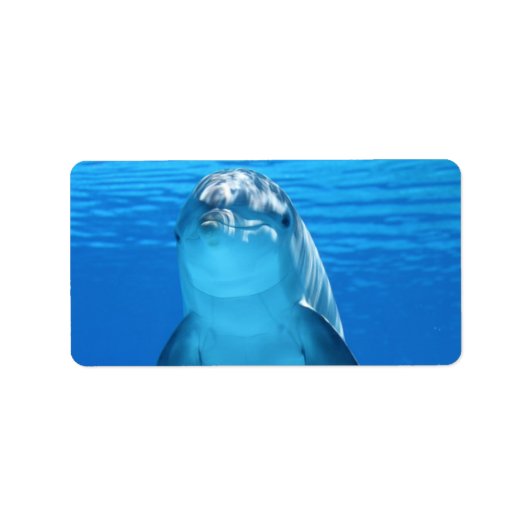 イルカ 水 ビーチ トロピカル パラダイス 島 魚 ラベル (正面)