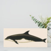 イルカ Delphinus Tursio、ヴィンテージ海洋動物 (スタンド正面)