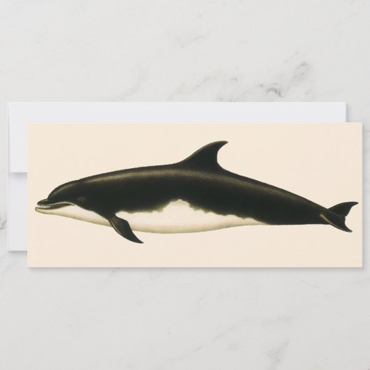 イルカ Delphinus Tursio、ヴィンテージ海洋動物 (正面)