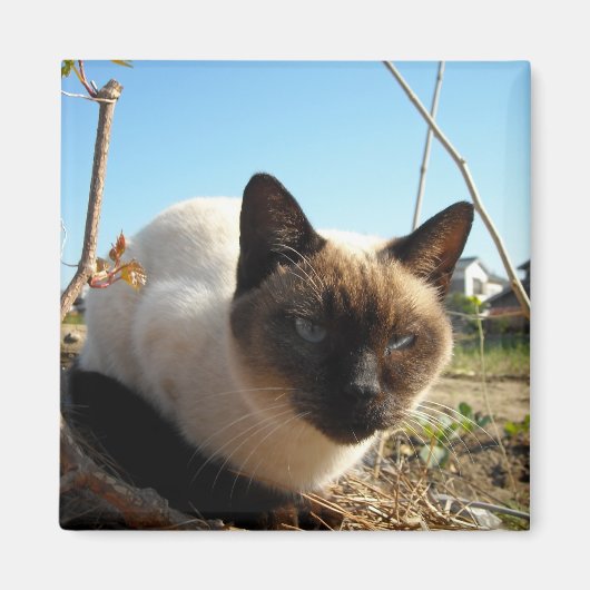 イレート子猫 マグネット (正面)