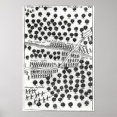 イロコイの待ち伏せ ポスター (正面)