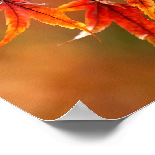 イロハカエデの葉 ポスター (角)