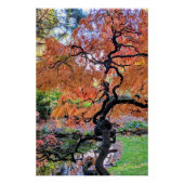 イロハモミジの植物画 ポスター (正面)