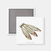 イワシ（ピルチャード） マグネット (正面/裏面)