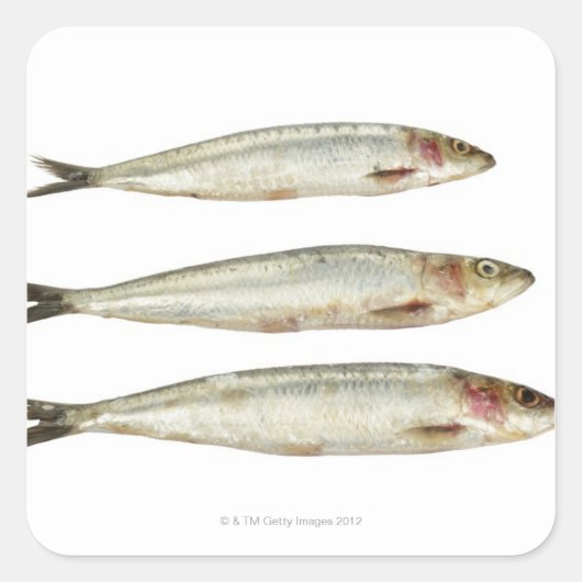 イワシ（ピルチャード） 2 スクエアシール (正面)