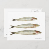 イワシ(ピルチャード) 2 ポストカード (正面/裏面)