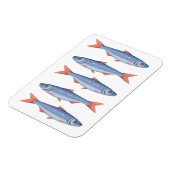 イワシ マグネット (左側)